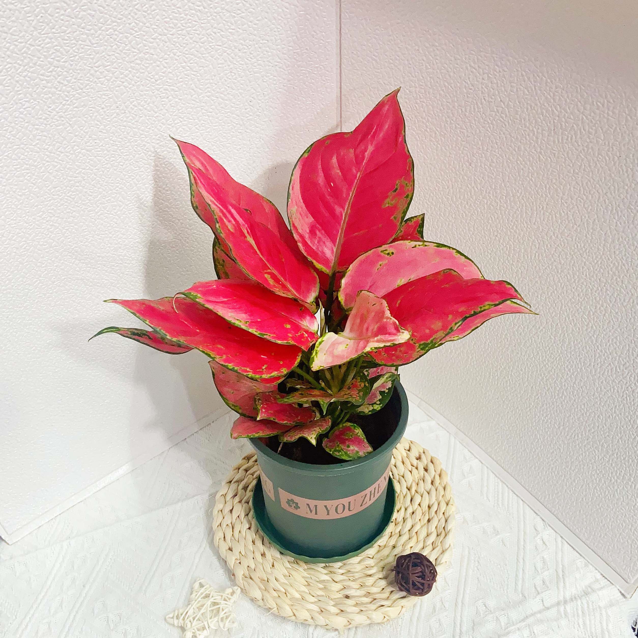 吉利红盆栽如意皇后室内水培植物观叶绿植吸甲醛净化空气桌面花卉