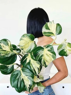 快乐叶子花叶EpipremnumHappy Leaf 办公桌室内绿植盆栽
