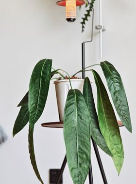 豌豆荚领带花烛稀有热带观赏植物室内观叶可垂吊植物室内盆栽