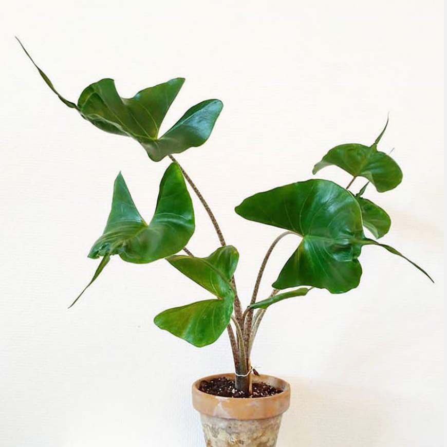 黄貂鱼海芋盆栽 室内网红ins风植物绿植多年生观叶北欧风盆栽