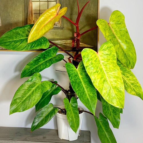 蔓绿绒室内绿植盆栽植物观叶花卉客厅油画养护女郎一款