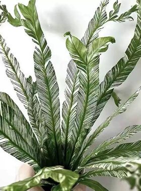 维塔领带室内桌面植物