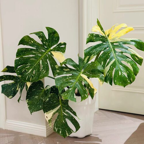 网红洒金龟背竹白龟白锦水培绿植盆栽室内阳台观叶耐活ins植物