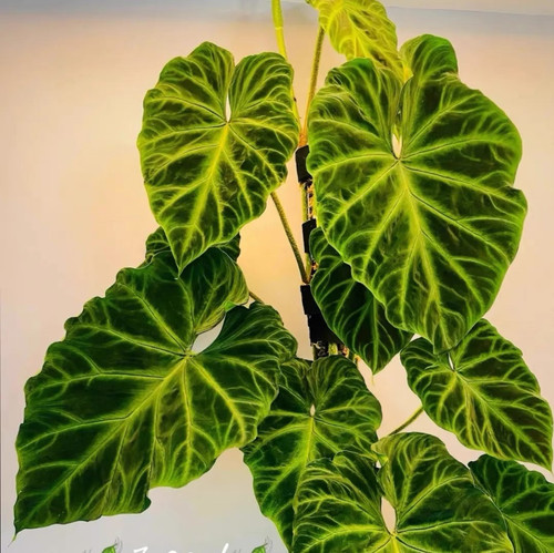 南美荧光蔓绿绒进口大叶四季绿植观叶热带网红北欧风腿毛盆栽