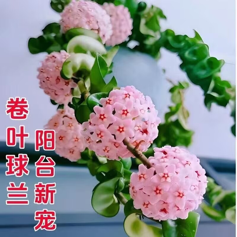 卷叶球兰大苗垂吊爬藤悬挂绿植花卉室内阳台四季常青吊兰