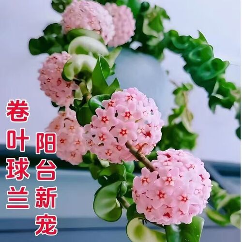 卷叶球兰大苗垂吊爬藤悬挂绿植花卉室内阳台四季常青吊兰