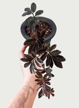 厄瓜多尔雨林茄紫爬藤盆栽小型藤蔓热带植物造景雨林缸暗黑色紫茄