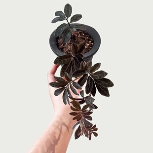 厄瓜多尔雨林茄紫爬藤盆栽小型藤蔓热带植物造景雨林缸暗黑色紫茄