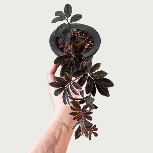 厄瓜多尔雨林茄紫爬藤盆栽小型藤蔓热带植物造景雨林缸暗黑色紫茄