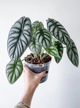 白犀牛龙鳞海芋水培植物天鹅绒竹芋盆栽室内好养耐阴北欧风绿植