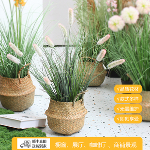 西西里仿真植物貓尾巴草盆栽森系自然綠植家居民宿商鋪櫥窗造景