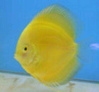 七彩神仙鱼 黄色系列 黄金 黄盖子 七彩神仙鱼黄色品种