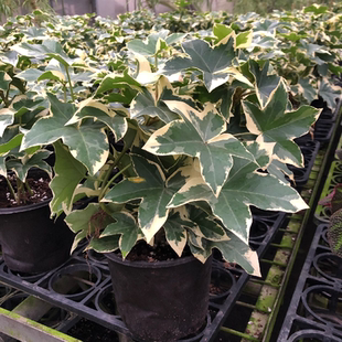 花叶熊掌木盆栽室内客厅办公桌四季常青观叶木本植物耐热新手易养