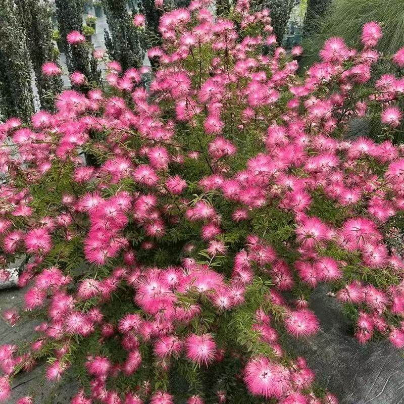 细叶香水合欢盆栽原土发货耐热耐晒庭院露台浓香勤花观赏花苗