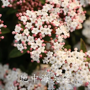 地中海荚蒾植物盆栽苗阳台庭院多年生常绿开花卉灌木小花型花期长