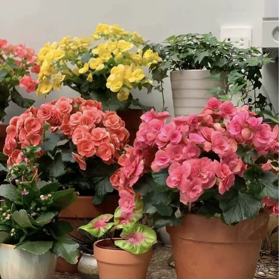 丽格海棠盆栽花卉重瓣带花苞发货阳台开花玫瑰海棠花好养易活庭院