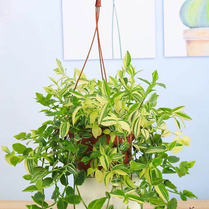青白玉吊兰盆栽花叶吊竹梅阳台庭院吊兰阳台庭院观叶垂吊植物耐旱图片