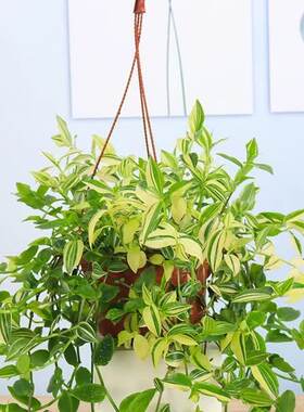 青白玉吊兰盆栽花叶吊竹梅阳台庭院吊兰阳台庭院观叶垂吊植物耐旱