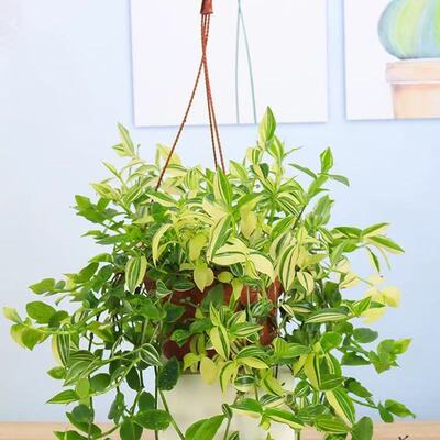 青白玉吊兰盆栽花叶吊竹梅阳台庭院吊兰阳台庭院观叶垂吊植物耐旱