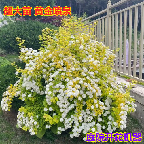 黄金喷泉绣线菊盆栽庭院重瓣黄金小手球多年生木本阳台开花卉植物