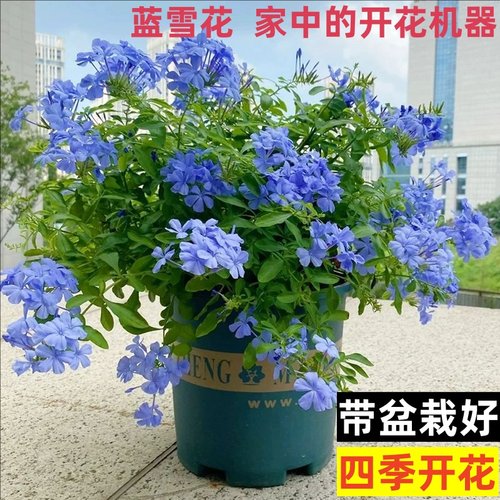 蓝雪花盆栽阳台四季好养开花植物