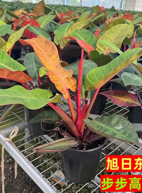 招财绿植旭日东升盆栽奥兰治国王室内办公桌面好养盆景金钻绿公主