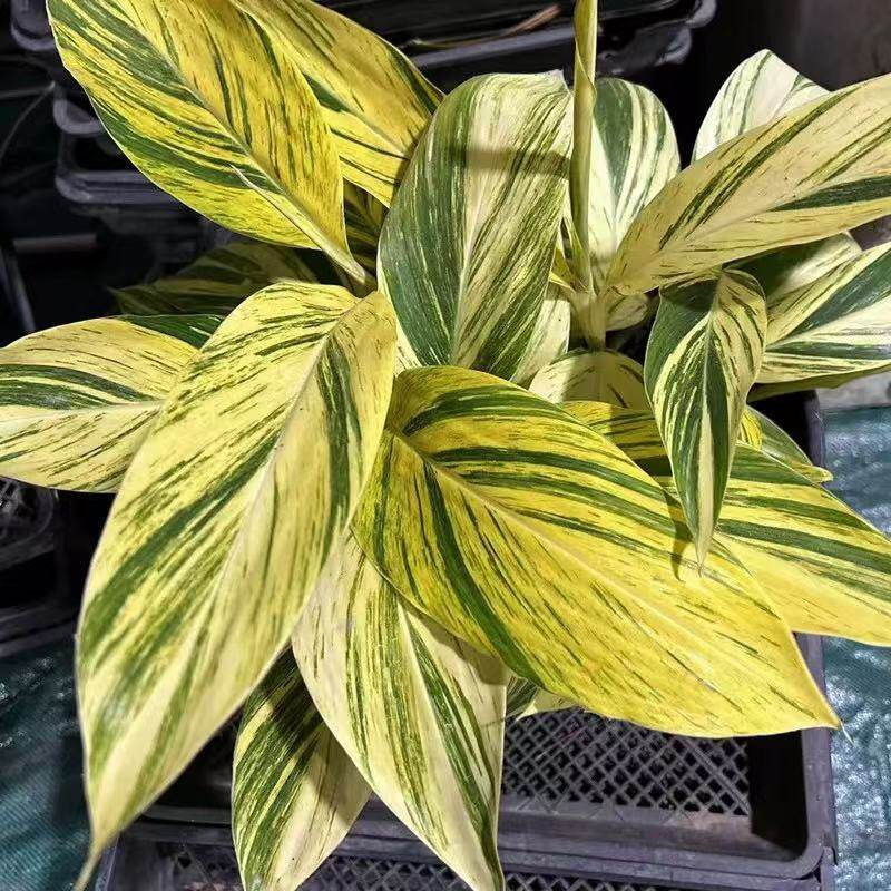 净化空气盆景花叶良姜花艳山姜彩叶ins庭院桌面北欧花镜室内绿植