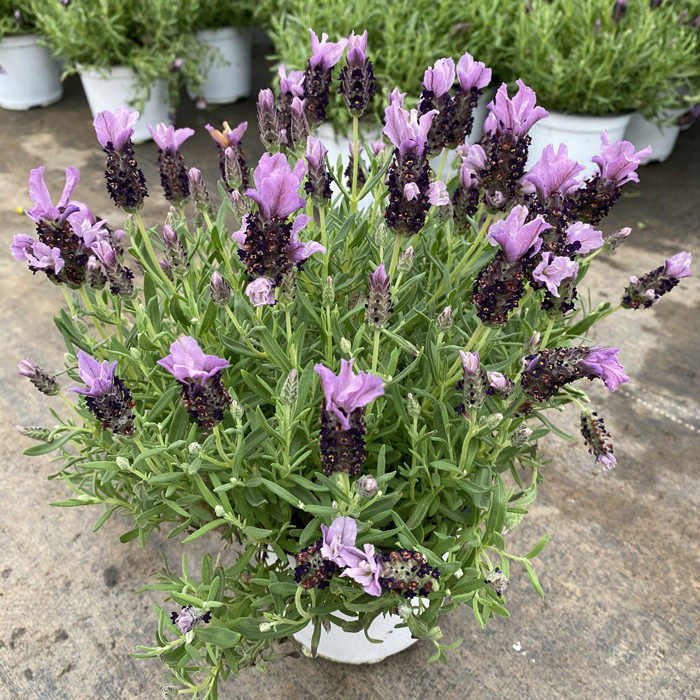法国薰衣草盆栽室内阳台庭院花园多年生耐寒开花期长易爆盆植物