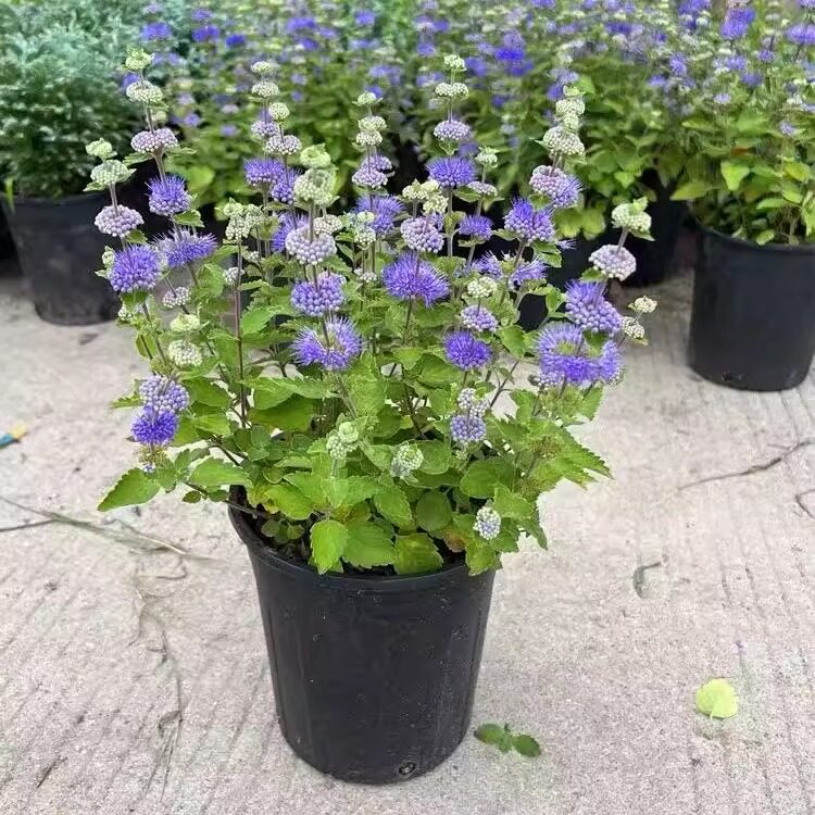 兰香草苗山野薄荷宝塔花节节花蓝花草多年生芳香草药苗阳台盆栽