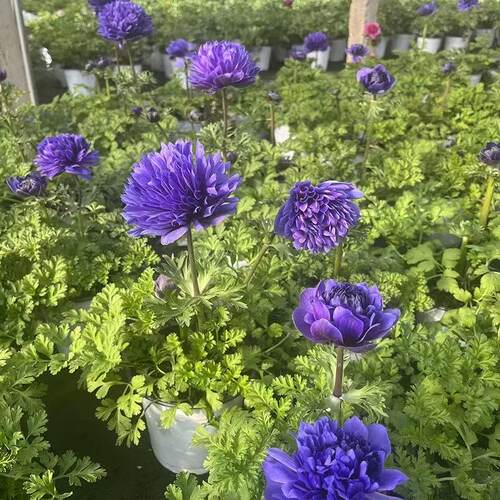 重瓣银莲花盆栽带花苞阳台庭院耐热耐寒好养活多年生植物开花机器