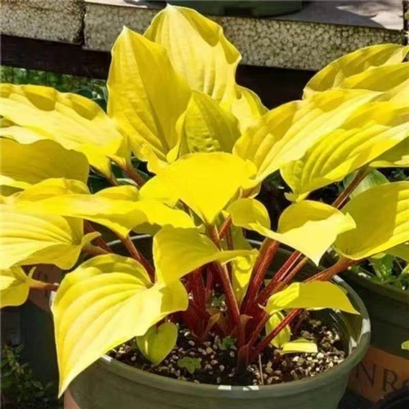 金边玉簪盆栽黄金万两花苗彩叶植