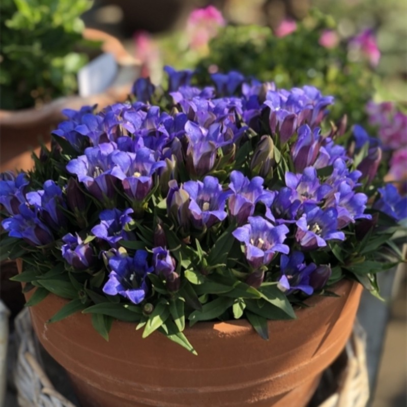 耐热花植物之心庭院海洋多年生盆栽阳台龙胆苗开花花镜花园花卉