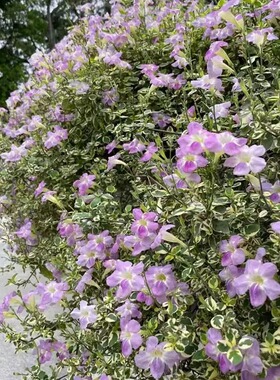 花叶十万错盆栽苗锦叶植物阳台庭院垂吊绿植景观室内耐阴紫色花卉