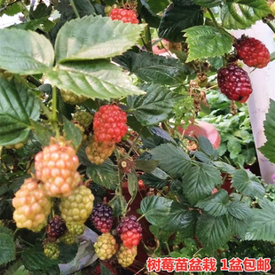 树莓苗盆栽阳台庭院爬藤山莓桑树苗多年生耐寒耐热黑莓 包邮