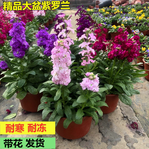 重瓣紫罗兰盆栽冬季耐寒花园花卉庭院阳台植物芳香花卉绿植多年生