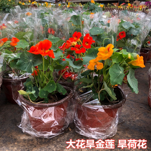 旱金莲草本植物阳台春季爬藤瀑布