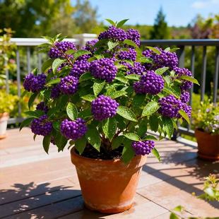 紫珠盆栽多年生观果四季绿植耐热耐寒别墅庭院种植好养活紫珠花苗