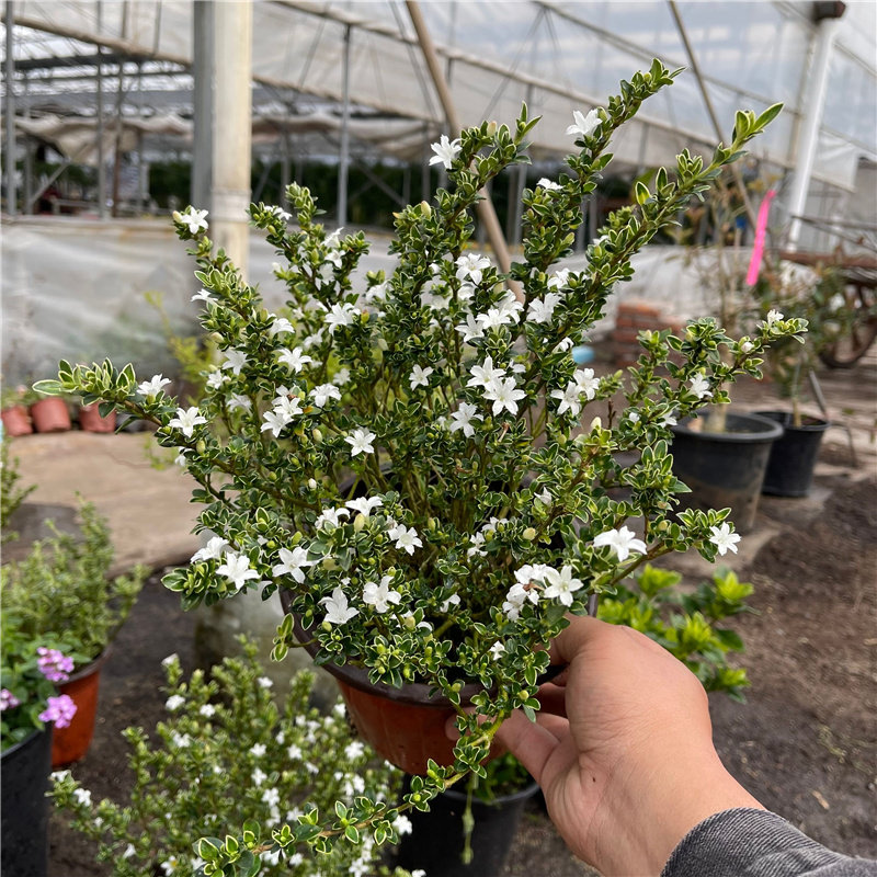 六月雪木本植物阳台庭院春季图片