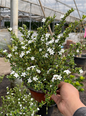 六月雪盆栽室内阳台多年生木本植物耐寒耐热开花卉白色满天星花镜