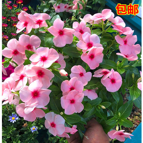 日日春盆栽花苗阳台四季