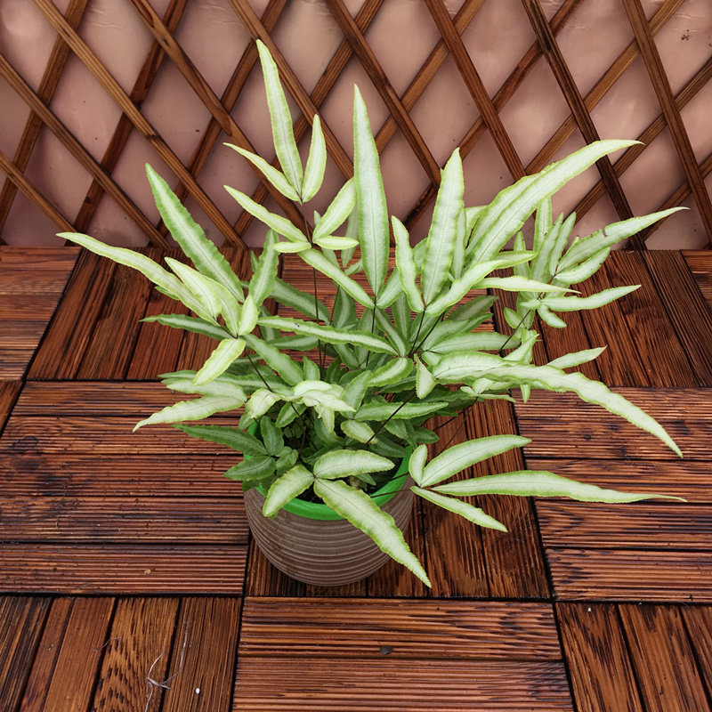 阿波银线蕨盆栽 蕨类绿植盆景装饰室内花卉净化空气可水培常青