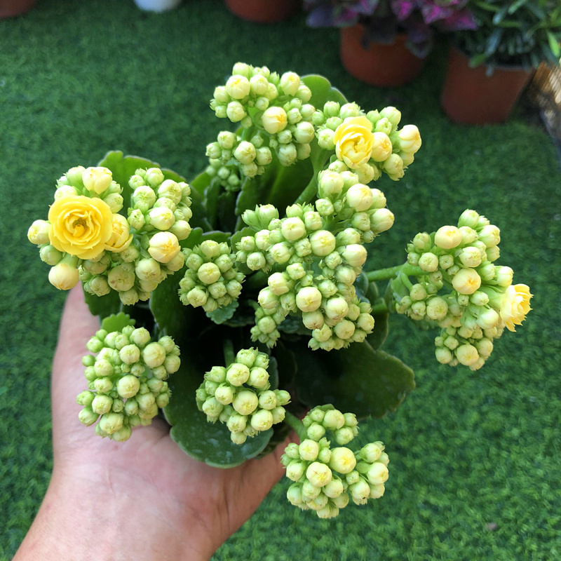 长寿花盆栽易爆盆客厅阳台四季