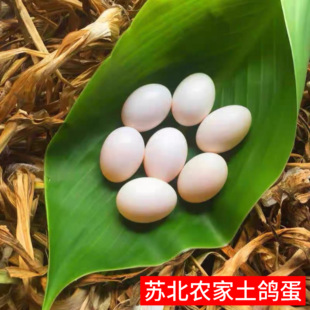 正宗苏北农家收购土鸽蛋信鸽蛋新鲜鸽子蛋30枚需提前预留数量有限