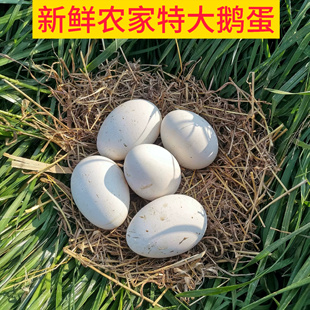 农家散养新鲜鹅蛋孕妇儿童滋补 特大12枚 顺丰包邮 单枚120g-140g