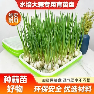 蒜苗种植盆蒜黄专用育苗大号托盘芽苗菜豌豆苗发豆芽种蒜水培器皿