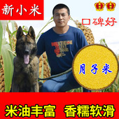 黄小米 小黄米 月子米 2025年新小米 粥大米 五谷杂粮粗粮粥米