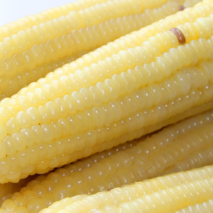 东北  黏白玉米棒 粘玉米  速冻玉米棒  非真空包装   15棒