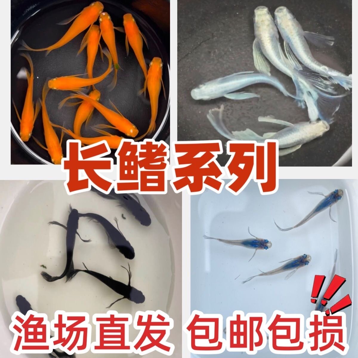 长鳍混搭海王星真长鳍天使之翼金龙扶桑花酥油灯松井长鳍大蛇红帝图片