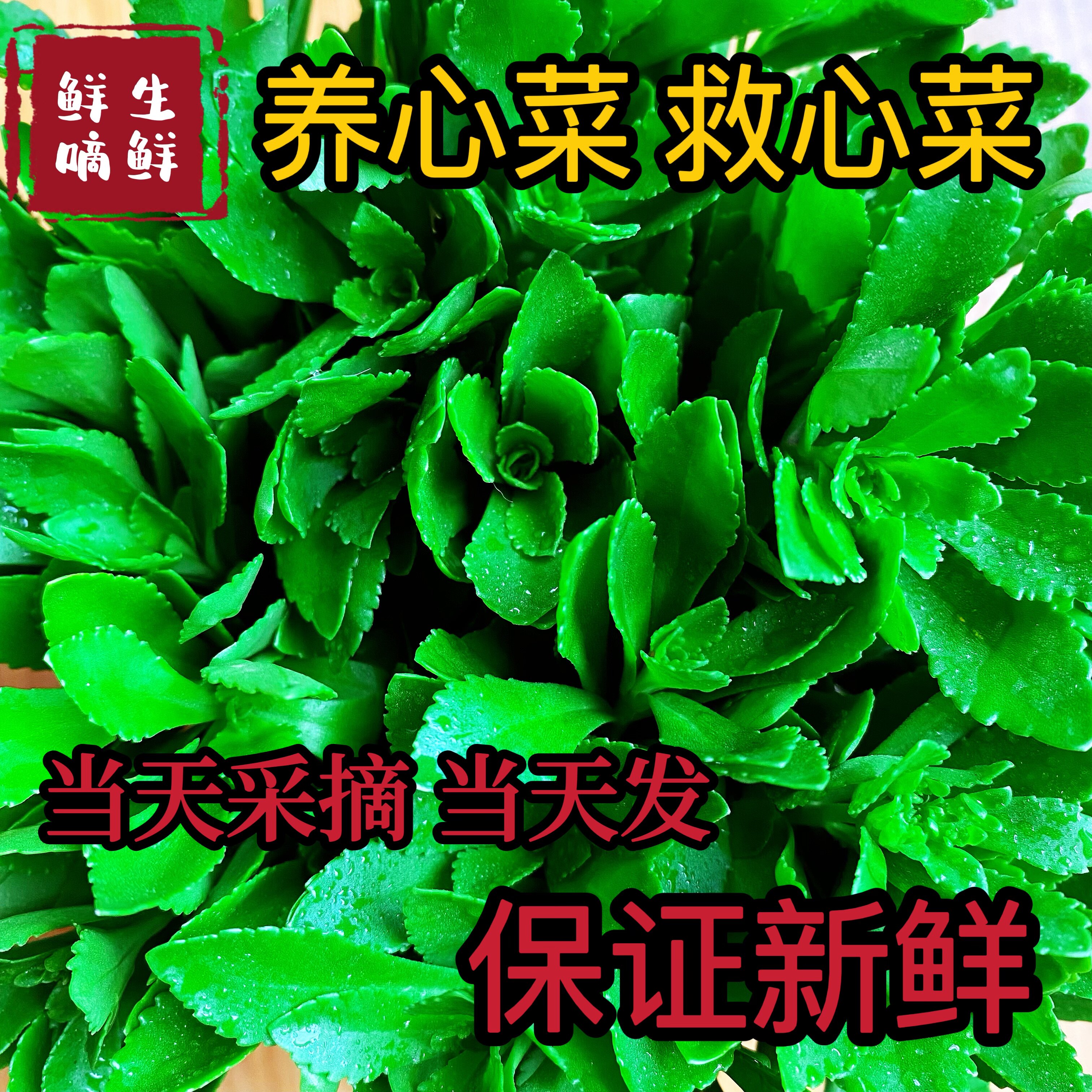 新鲜野生蔬菜养心菜救心菜费菜野菜青菜叶菜类产地现摘现发