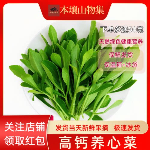 新鲜高钙养心菜费菜救心菜食用蔬菜野菜产地现摘现发青菜叶菜类